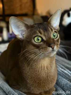 Abessinier (Deckkater)