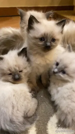 Ragdollkitten