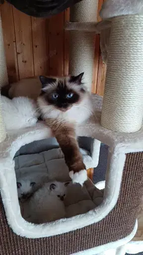 Heilige Birmakitten Bild 3
