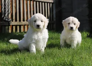 Goldendoodle Welpen (Golden Retriever Königspudel Welpe Labradoodle)