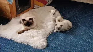 Heilige Birmakitten Bild 4