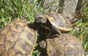Gesunde und aktive Griechische Landschildkröten THB NZ 2025, Weibchen-Wahrscheinlichkeit sehr hoch