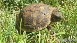 Gesunde und aktive Griechische Landschildkröten THB NZ 2025, Weibchen-Wahrscheinlichkeit sehr hoch