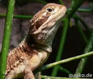 suche Zwergbartagame (Pogona henrylawsoni)