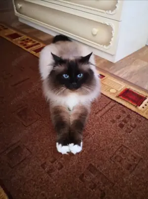 Heilige Birmakitten Bild 5