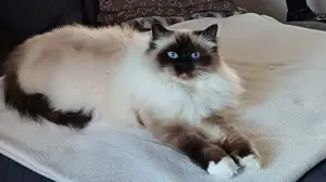 Heilige Birmakitten Bild 6