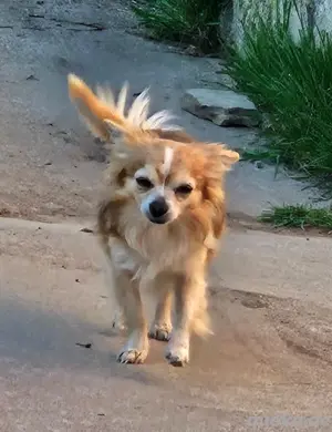 Chihuahua Rüde 