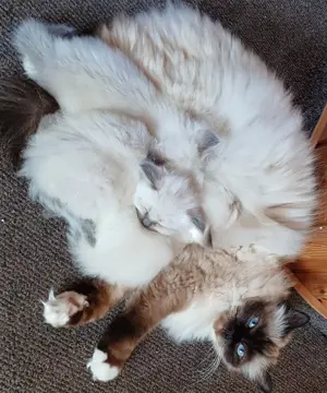 Heilige Birmakitten Bild 7