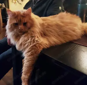 Main Coon Babys 