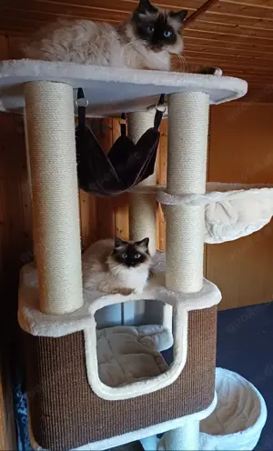 Heilige Birmakitten Bild 8