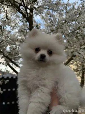 Pomeranian