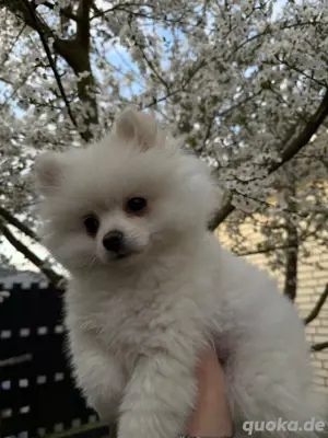 Pomeranian