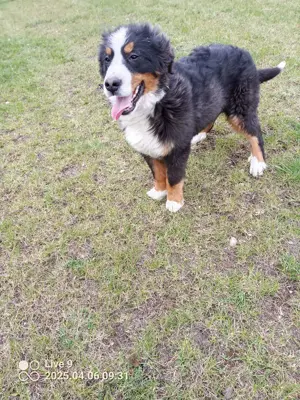 Berner Sennenhund Junior