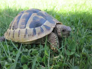 Griechische Landschildkröte von 2018