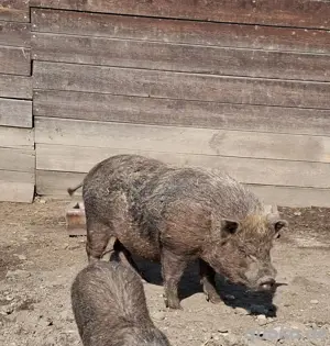 Tea Cup Minischweine Minischwein Eber Schwein 