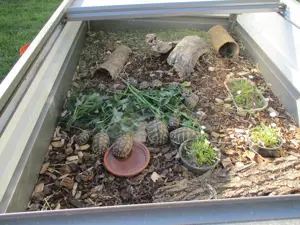 Junge  Landschildkröten zu verkaufen Bild 2