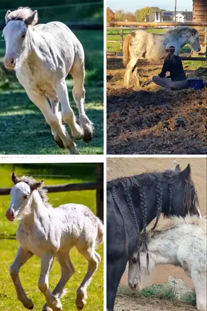 2 Irish Cob   Tinker Jährlinge , besondere Farbe