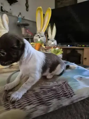 Kleiner reinrassiger Chihuahua Rüde hat sein Köfferchen gepackt