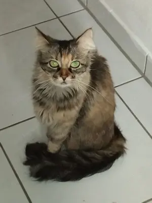 Maine coon Katze 