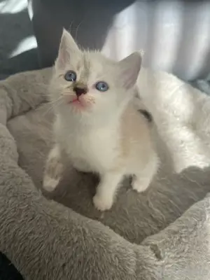 kitten 3 Monate männlich