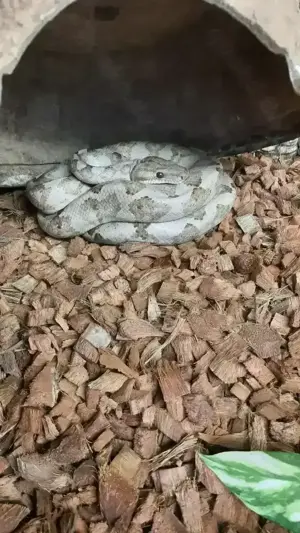 Corallus annulatus 0.1     