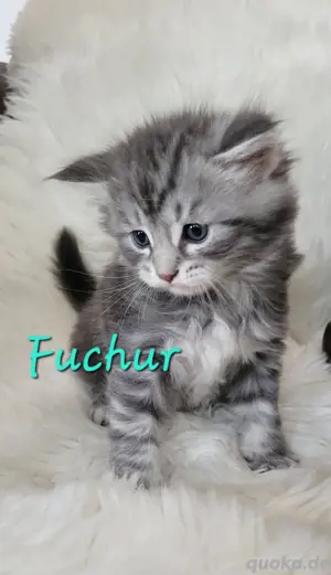 Maine Coon Kitten XXL