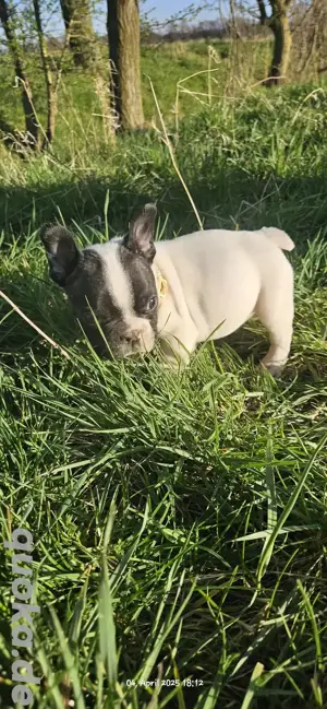 Französische Bulldoggen suchen Zuhause 