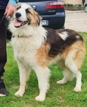  Collie Tornjak Rüde 1J 35kg 60cm Kinderlieb Ausreise nach Adoption bundesweit