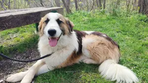 Collie Tornjak Rüde 1J 35kg 60cm Kinderlieb Ausreise nach Adoption bundesweit möglich