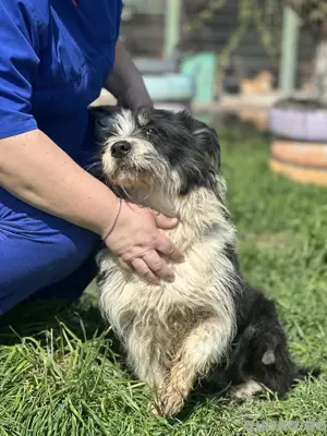 Verschmuste Milka (2 Jahre,38 cm,10 kg)sucht deingend ein Zuhause 