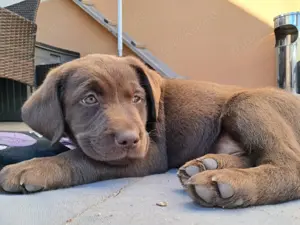 Reinrassige Labradorhündin 