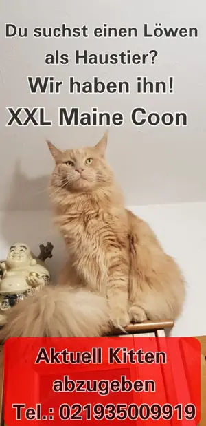 Maine Coon Kitten XXL