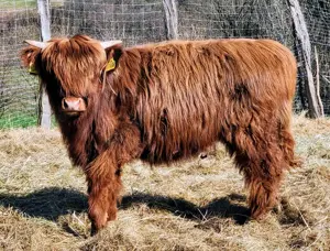Highland Cattle Absetzer