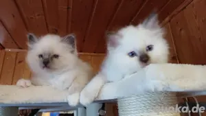 Heilige Birmakitten Bild 9