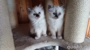 Heilige Birmakitten Bild 10