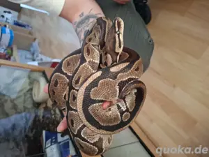 königspython Axanthic SK het Albino 100%