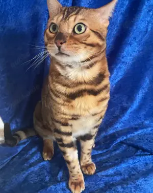 Bengal Deckkater, Brown spotted tabby, mit Stammbaum