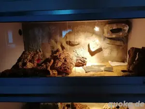 Terrarium mit Leopardgeckos zu verkaufen
