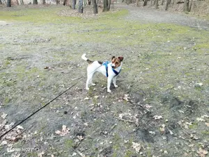 Jack Russel Deckrüde (kein Verkauf)