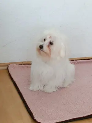 Emy Auf der Suche nach einem neuen Zuhause