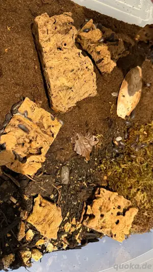 Panda Asseln   Asselzuchtbox (Porcellio laevis)