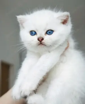 Reinrassige BKH Kitten mit Stammbaum,Impfung, EU-Pass,Chip Gesundheitszeugnis, bereits Kastriert!