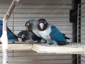 Schwarzköpfchen in Blau