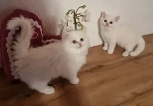  BLH Männchen odd eyed, reinrassig abgabebereit, geimpft und tierärztlich untersucht  Bild 6