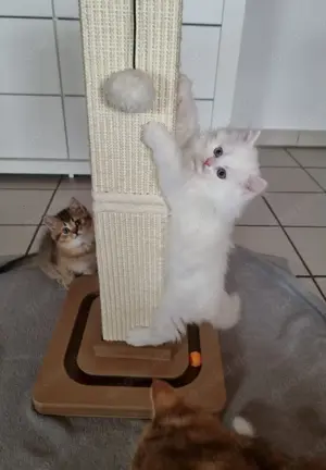  BLH Männchen odd eyed, reinrassig abgabebereit, geimpft und tierärztlich untersucht  Bild 4