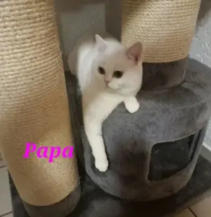  BLH Männchen odd eyed, reinrassig abgabebereit, geimpft und tierärztlich untersucht  Bild 8
