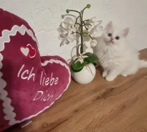  BLH Männchen odd eyed, reinrassig abgabebereit, geimpft und tierärztlich untersucht  Bild 3