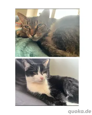 2 Freigängerkatzen