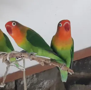 2 Junge Pfirsichköpfchen