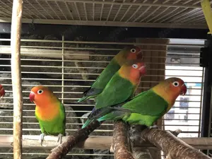 2 Junge Pfirsichköpfchen Bild 2